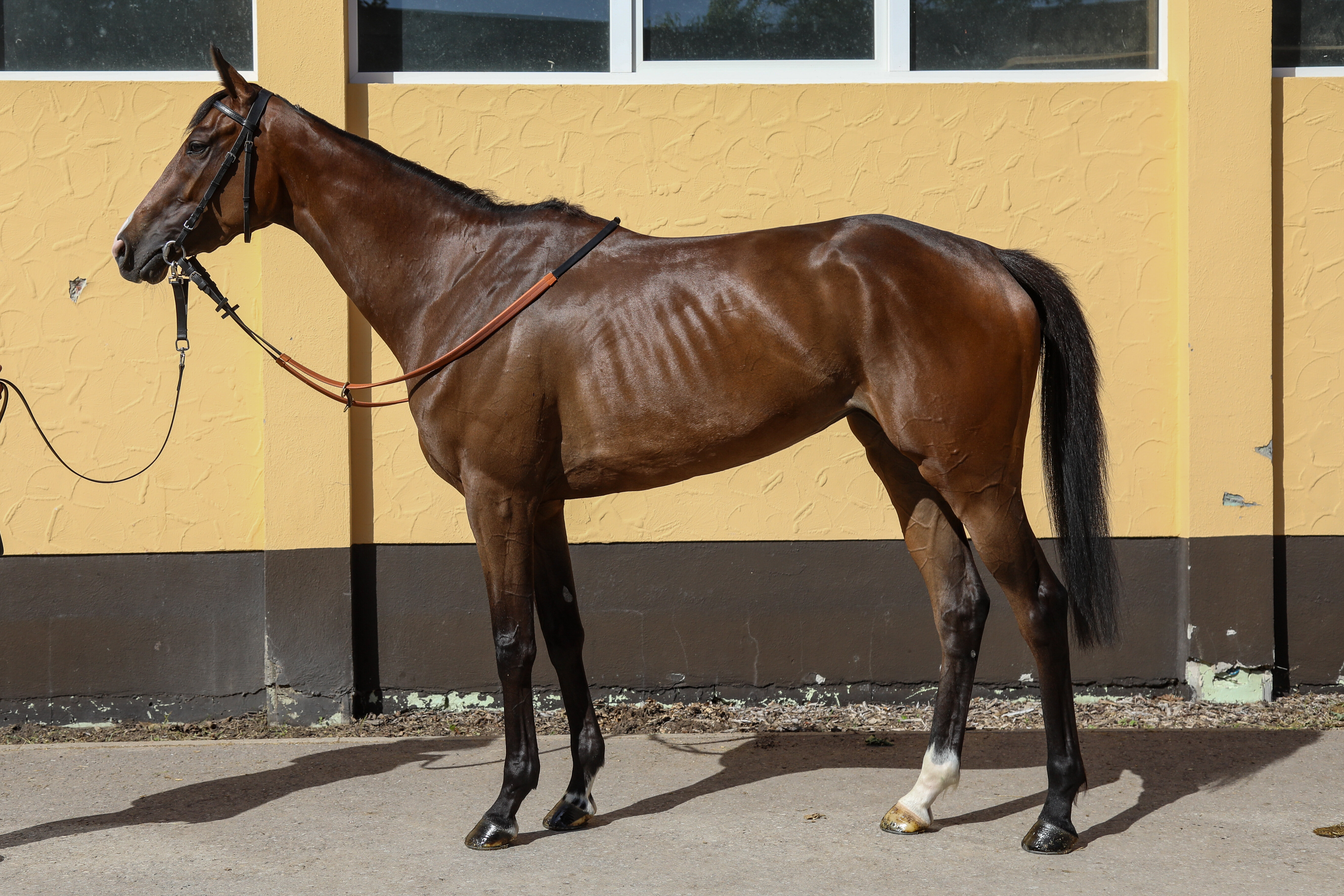 35 - Tierna Estrellita (FR) | BBAG Sales