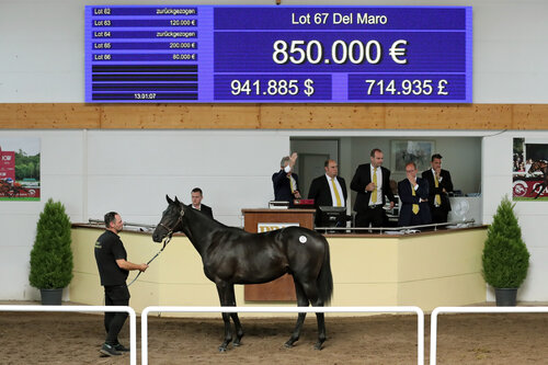 30.08.2024, Iffezheim, Baden-Wuerttemberg, GER - Salestopper der BBAG Jaehrlingsauktion: Lot 67, Del Maro. BBAG Jaehrlingsauktion.